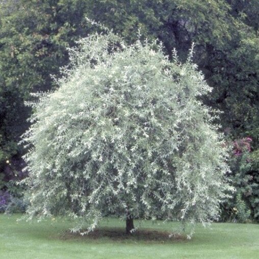 Pyrus salicifolia 'Pendula'